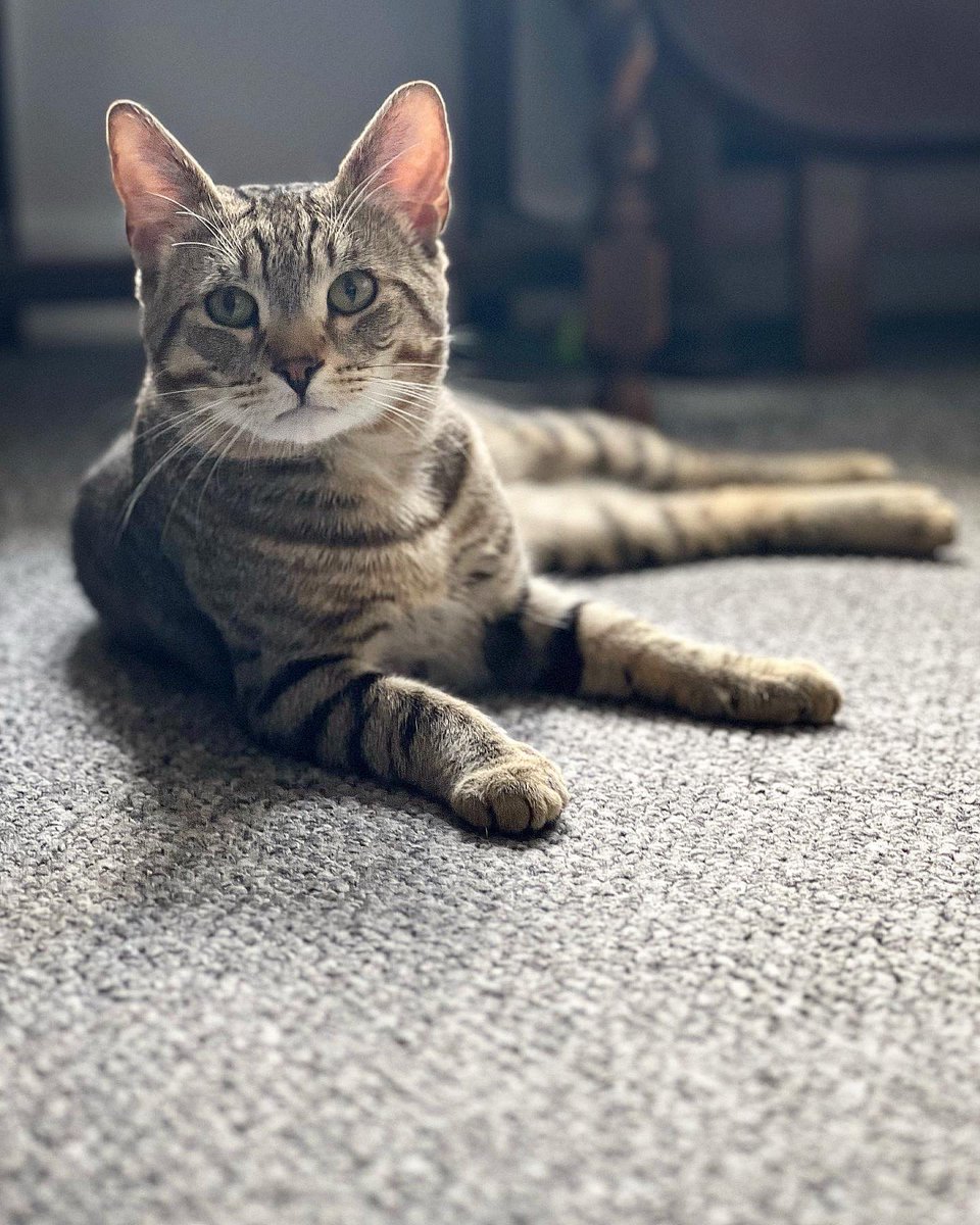 RenfrewCatman's tweet photo. I had the absolute pleasure of looking after Vincent and Biscuit this week. 
(Their theme song was “Vinny and the Bisc” 🎶 sung to the tune of Elton John’s ‘Bennie and the Jets’).
I love them 😻
Remember to get in touch if you need someone to feed your cats while you are away 🐾 https://t.co/SL3HdYvfQN