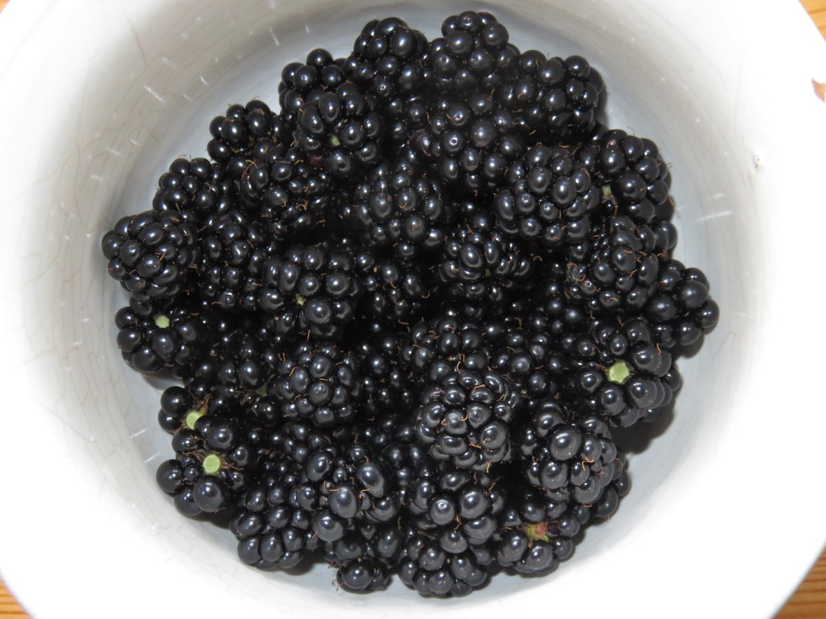 EduLezeta's tweet image. -5,5ºc el pasado 5 de Abril, una granizada tremenda el 20 de junio. Quedan poquitas cosas por casa que resistan esas perrerías, pero degustar estas moras km0 es una gozada. #Zarzamora #Masustak