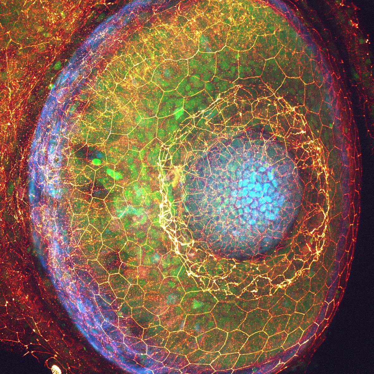 Stunning capture of the complex zebrafish eye. Credit to @INoordstra. #ZebrafishZunday