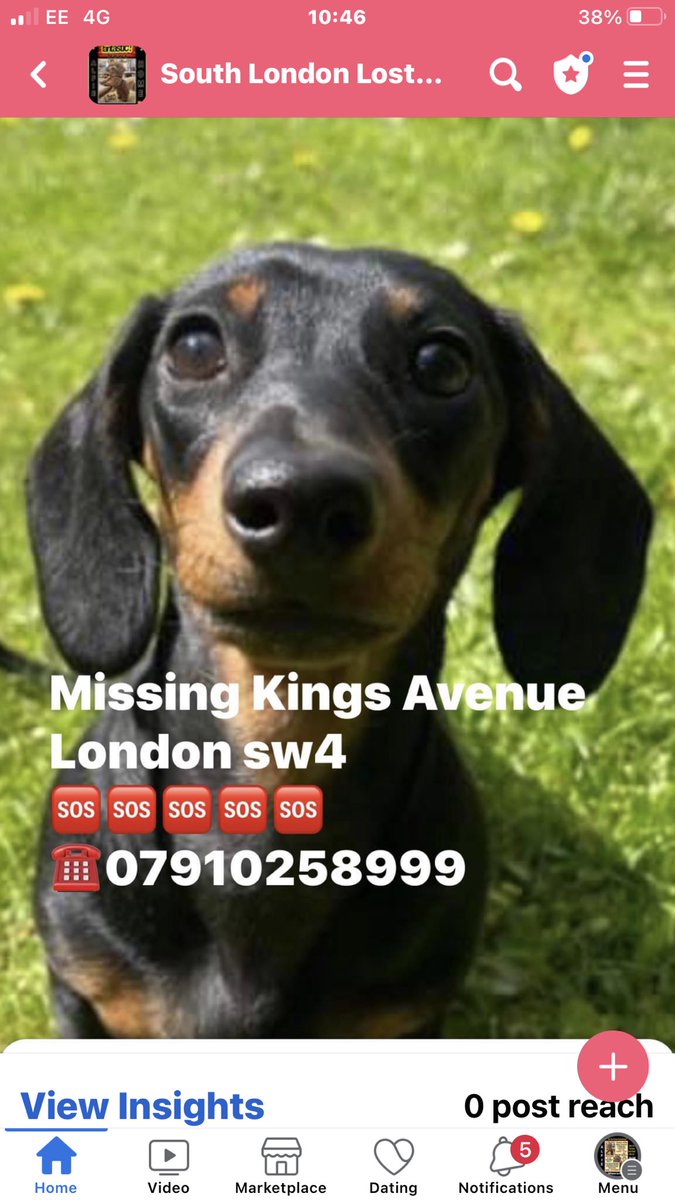 JacquiSaid's tweet photo. Bonnie missing #London #Sw4 #Kingsavenue please share @MPSBrixtonHill @MissingPetsGB https://t.co/HRy1Sy5fUQ