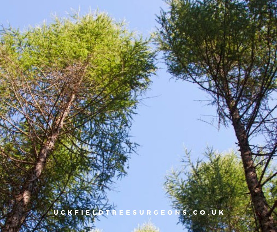 Nurturing Nature, One Tree at a Time. Our Expert Tree Surgeons Bring Care and Precision to Your Green Haven. Trust the Guardians of Growth for Healthy Trees and Beautiful Landscapes. Call Uckfield Tree Surgeons now!

#treecutting #treesurgeons #treefelling