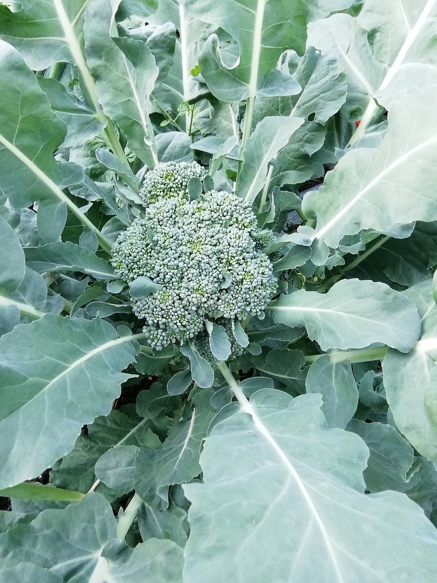 C2GLtd's tweet photo. @queenofswords6 @irestar6 @JDrvr @poorscousertom I have O'level Horticultural Biology.
I don't need this for cutting the grass!
Love growing our own organic food.
Great for the young man showing some enterprise. Hope he does well. 
You can do anything with the right mindset and determination. https://t.co/QEmp7eqTvA