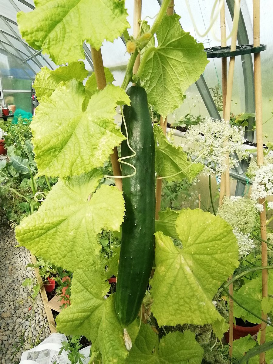 C2GLtd's tweet photo. @queenofswords6 @irestar6 @JDrvr @poorscousertom I have O'level Horticultural Biology.
I don't need this for cutting the grass!
Love growing our own organic food.
Great for the young man showing some enterprise. Hope he does well. 
You can do anything with the right mindset and determination. https://t.co/QEmp7eqTvA