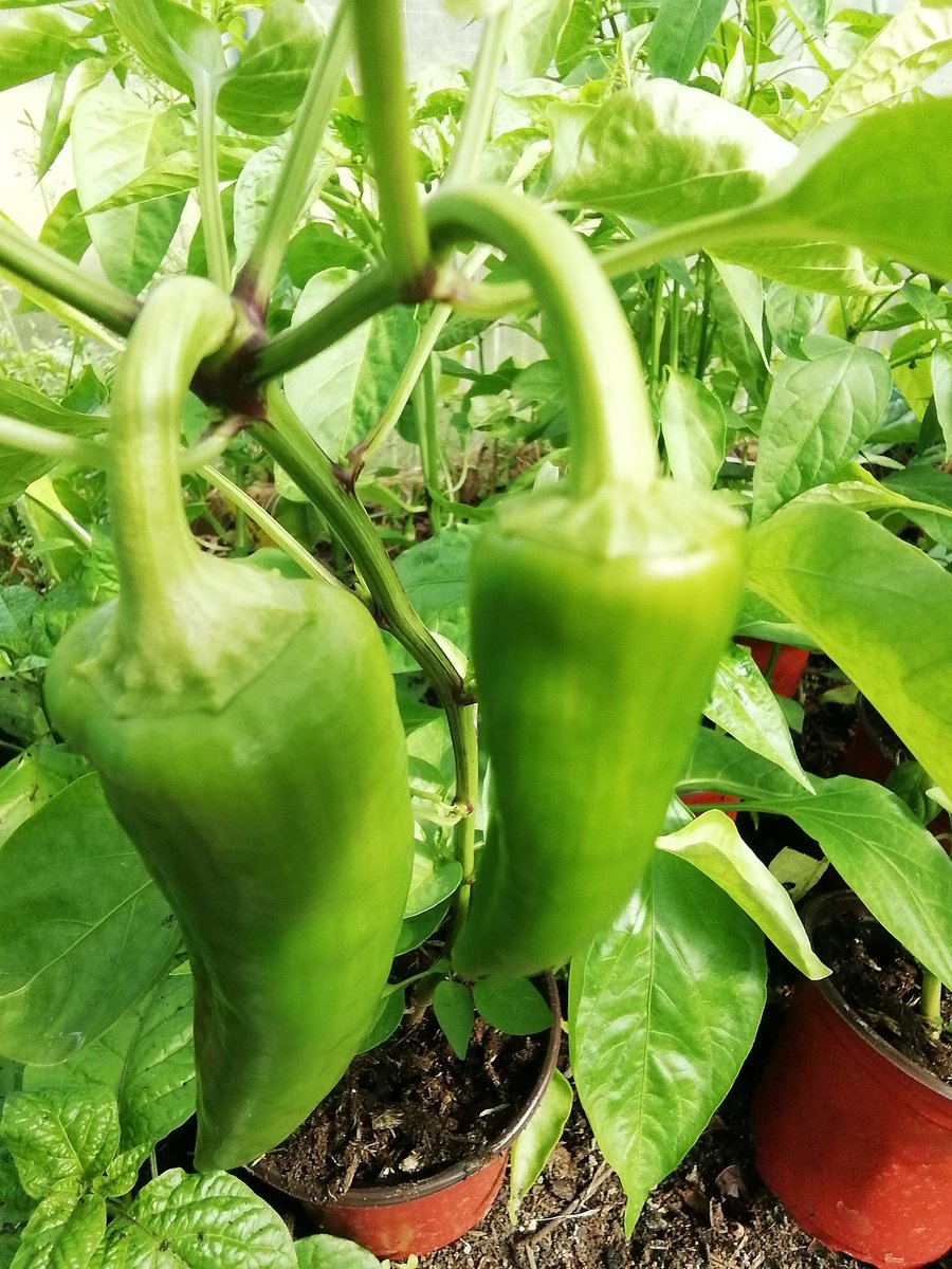 C2GLtd's tweet photo. @queenofswords6 @irestar6 @JDrvr @poorscousertom I have O'level Horticultural Biology.
I don't need this for cutting the grass!
Love growing our own organic food.
Great for the young man showing some enterprise. Hope he does well. 
You can do anything with the right mindset and determination. https://t.co/QEmp7eqTvA