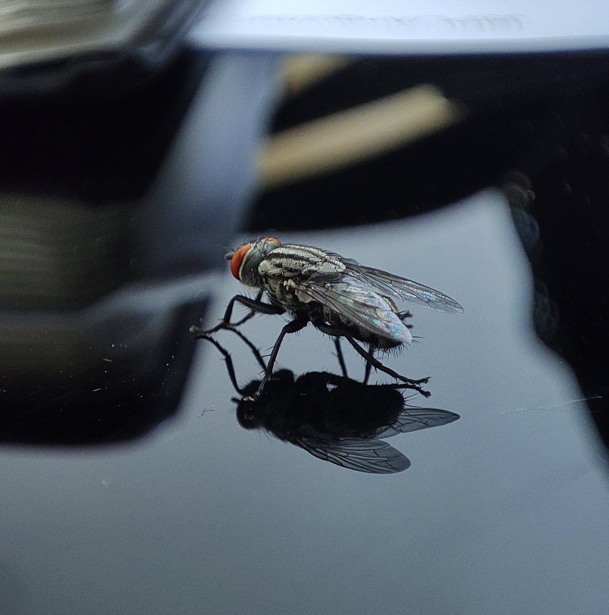 shadow_of_Subh4's tweet photo. Every element in our world possesses its unique beauty. 

Even a humble fly possesses its own delicate beauty. 🖤

#Not_shooting_Makhi2😉 https://t.co/BjoJWN0Flc