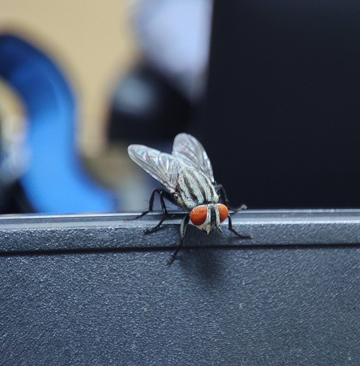 shadow_of_Subh4's tweet photo. Every element in our world possesses its unique beauty. 

Even a humble fly possesses its own delicate beauty. 🖤

#Not_shooting_Makhi2😉 https://t.co/BjoJWN0Flc