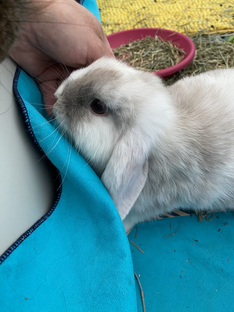 trouveperdu's tweet photo. Petit lapin perdu: Petit lapin bélier ( oreilles tombantes )  blanc et gris perdu à Neuilly sur Marne. Merci de me prévenir si vous l’avez vu. Aidez ! Partagez ! https://t.co/RKeDLi32jZ https://t.co/OJCx20z8bP