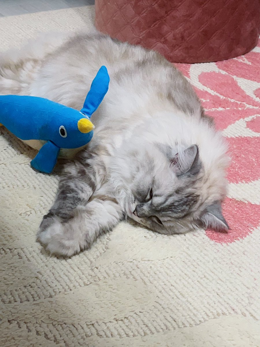 ペンギンさんとおねんね🐧いつも蹴られているペンギンさん、ひとときの休憩タイム🥹
#ラグドール