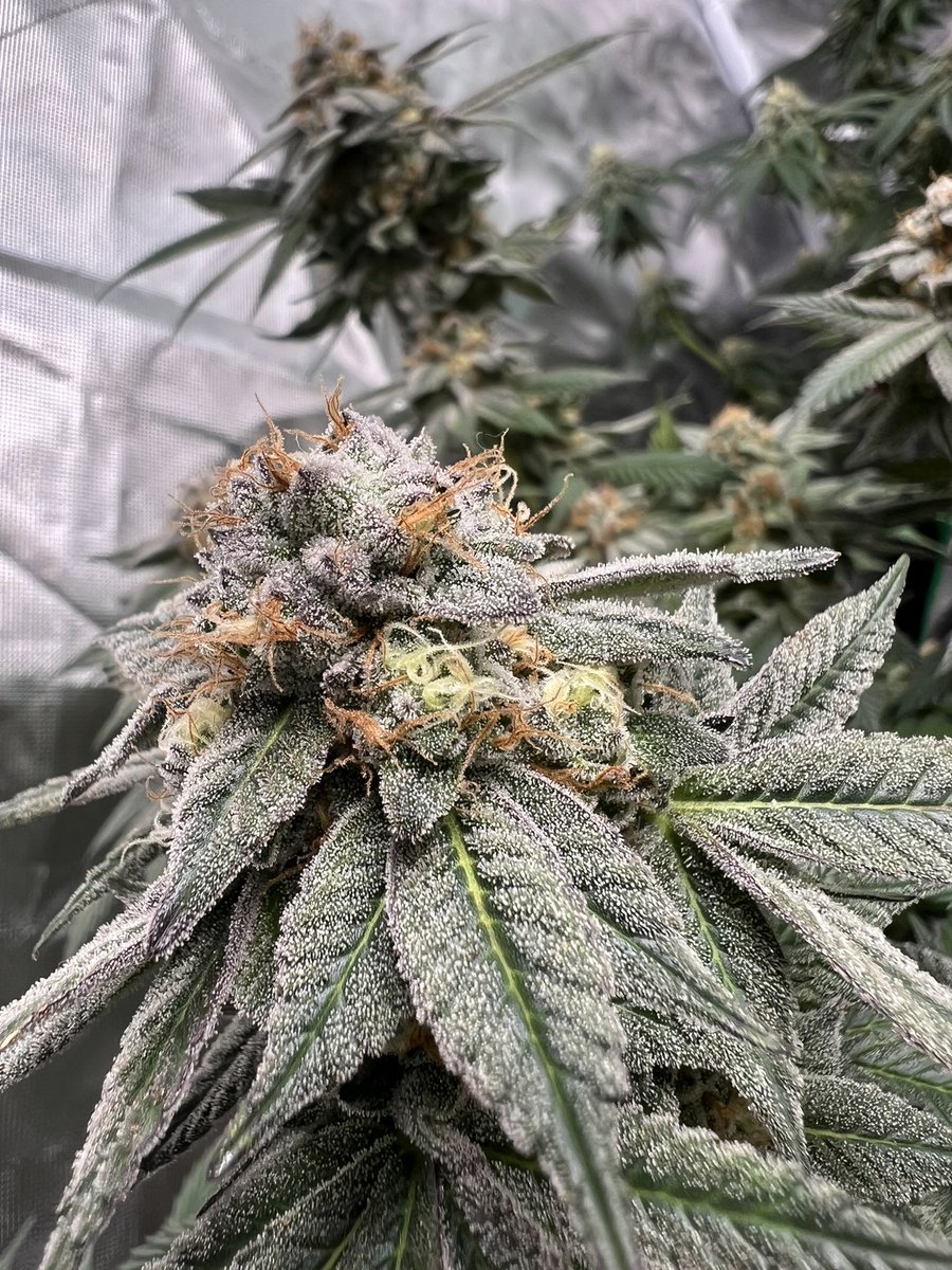 Gas_Mann420's tweet photo. RedRuntz #Walipini #GasMann420 #CommenGround #Ganja #Flower #Bloom #CannaLand #weedlife #Plantlife #Fire #Frosty #Harvest https://t.co/52vFDHDRci