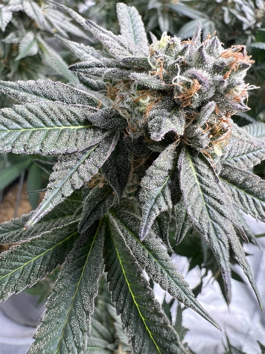 Gas_Mann420's tweet photo. RedRuntz #Walipini #GasMann420 #CommenGround #Ganja #Flower #Bloom #CannaLand #weedlife #Plantlife #Fire #Frosty #Harvest https://t.co/52vFDHDRci
