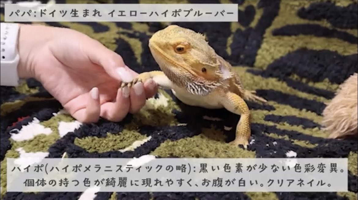 happy_kirichans's tweet image. ちゃんとしたツイートも✍️😎

フトアゴ初心者過ぎる私ですが、ポイポイ質問した事に対して分かりやすく説明してくださりとても理解が深まった‼️

モルフや遺伝の話🧬すごく面白かったしめちゃくちゃ勉強になりました✨

youtu.be/BuraSK8_jn4

#フトアゴ #フトアゴヒゲトカゲ