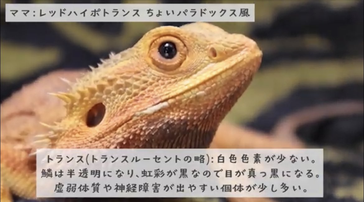 happy_kirichans's tweet image. ちゃんとしたツイートも✍️😎

フトアゴ初心者過ぎる私ですが、ポイポイ質問した事に対して分かりやすく説明してくださりとても理解が深まった‼️

モルフや遺伝の話🧬すごく面白かったしめちゃくちゃ勉強になりました✨

youtu.be/BuraSK8_jn4

#フトアゴ #フトアゴヒゲトカゲ