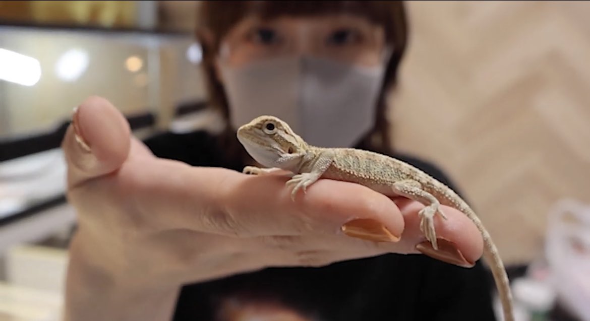 happy_kirichans's tweet image. ちゃんとしたツイートも✍️😎

フトアゴ初心者過ぎる私ですが、ポイポイ質問した事に対して分かりやすく説明してくださりとても理解が深まった‼️

モルフや遺伝の話🧬すごく面白かったしめちゃくちゃ勉強になりました✨

youtu.be/BuraSK8_jn4

#フトアゴ #フトアゴヒゲトカゲ