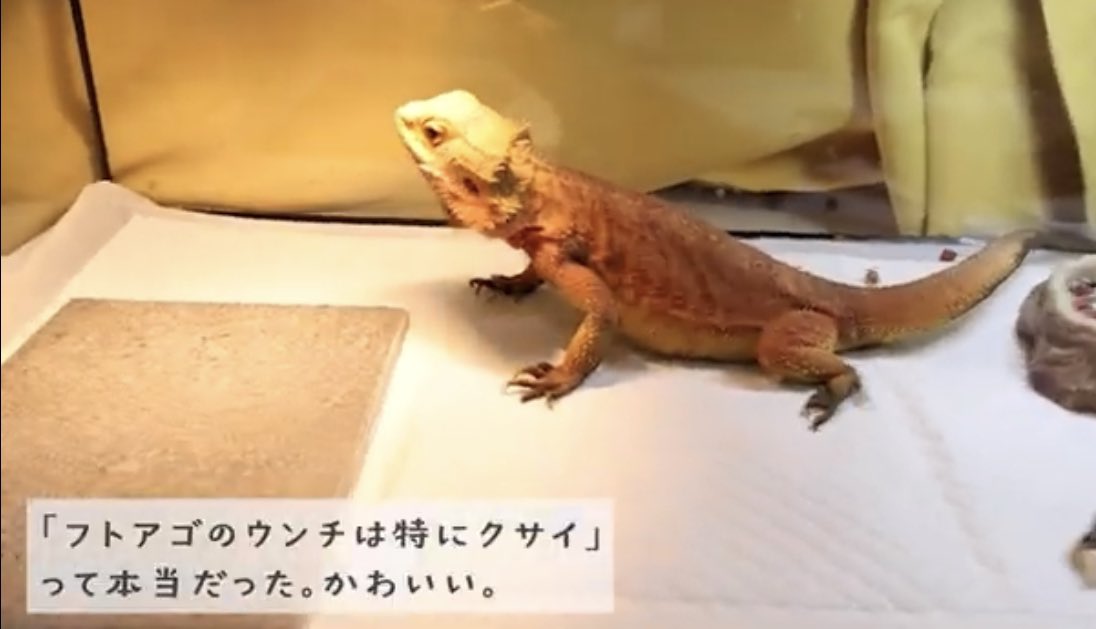 happy_kirichans's tweet image. ちゃんとしたツイートも✍️😎

フトアゴ初心者過ぎる私ですが、ポイポイ質問した事に対して分かりやすく説明してくださりとても理解が深まった‼️

モルフや遺伝の話🧬すごく面白かったしめちゃくちゃ勉強になりました✨

youtu.be/BuraSK8_jn4

#フトアゴ #フトアゴヒゲトカゲ