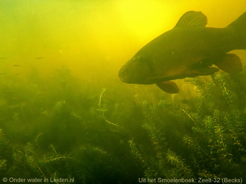 Hiep hoi! In 2025 komt deze Haagse #stadsnatuur film uit.  Zó'n zin in! 
@stadsnatuur @IVNNederland @KNNVvereniging @Johansviswereld @JackPerksPhoto @kuberpieters @pbhbos @urbane_natuur @UnderwaterMedia @numenini @WildFishCons