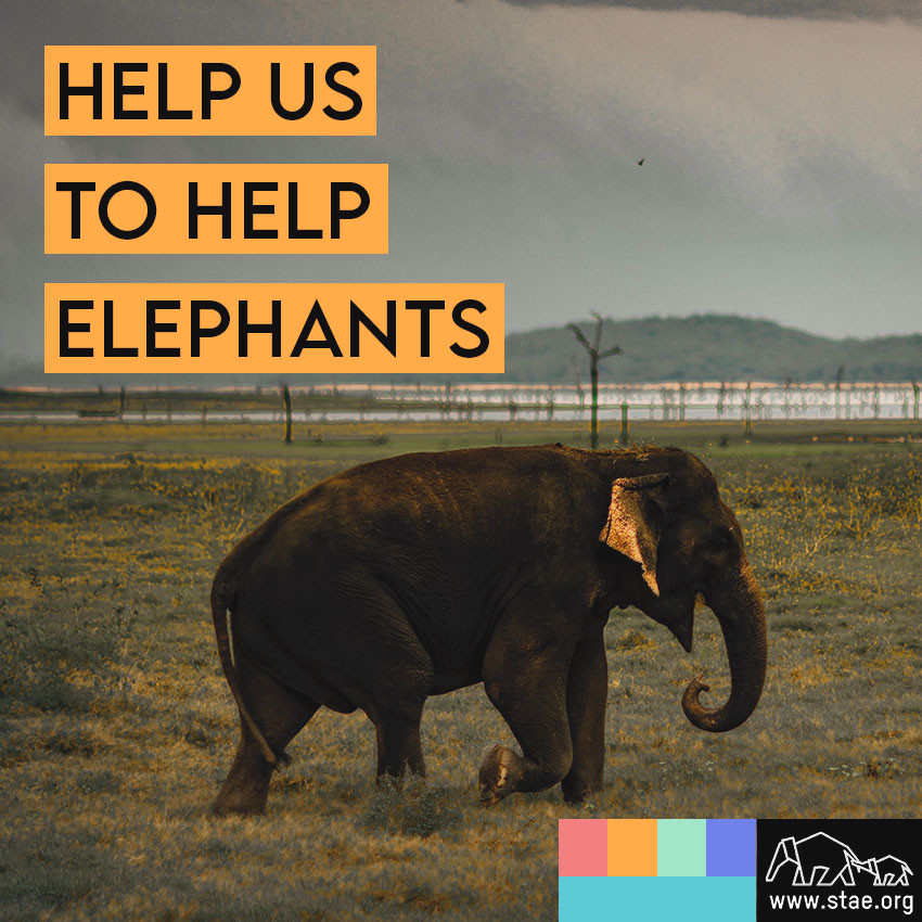 Please help STAE as we fight daily for law to ban advertising of tourist “attractions” torturing elephants and other wildlife. We are making progress and all help is important: stae.org/donate/. Thank you.