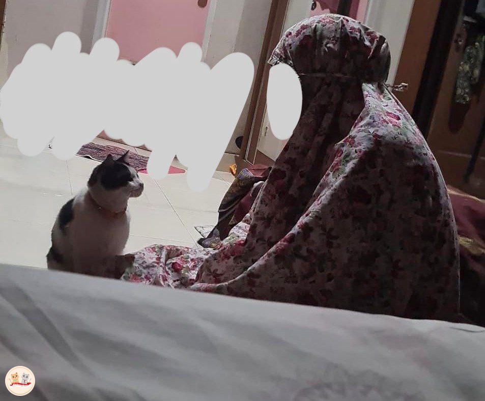 kochengfs's tweet photo. Kcg! Pantesan kucing gak masuk surga https://t.co/13nYHnXmLr