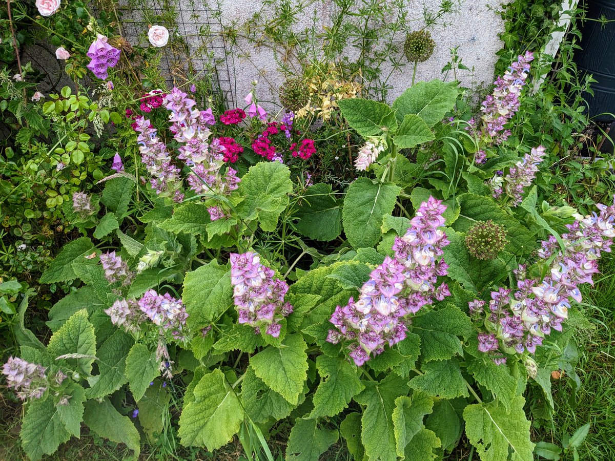 Smallholders Ireland tweet media