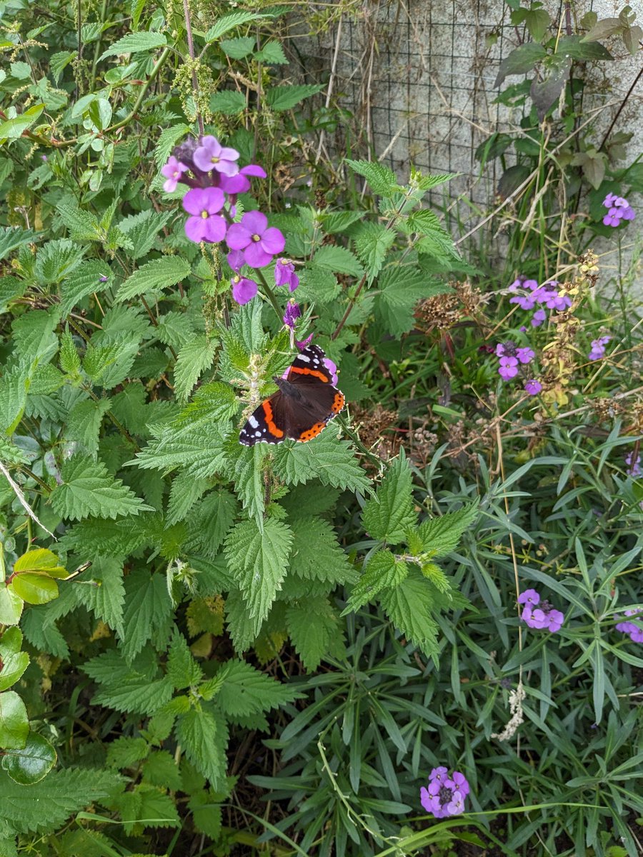 Smallholders Ireland tweet media