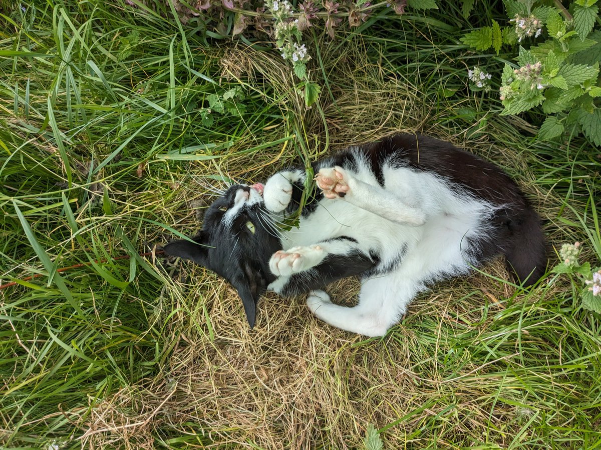 Smallholders Ireland tweet media