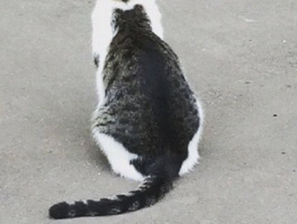 tyomateee2's tweet photo. 猫の背中に取り憑いている猫 https://t.co/g7IjWFr4fg