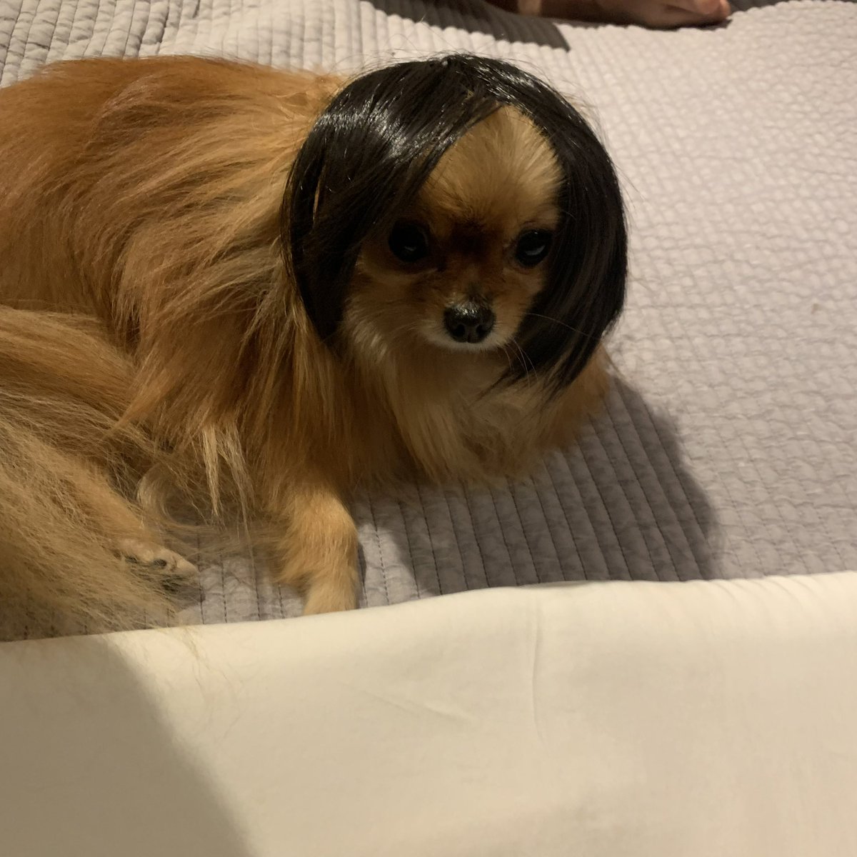 연초 tweet media