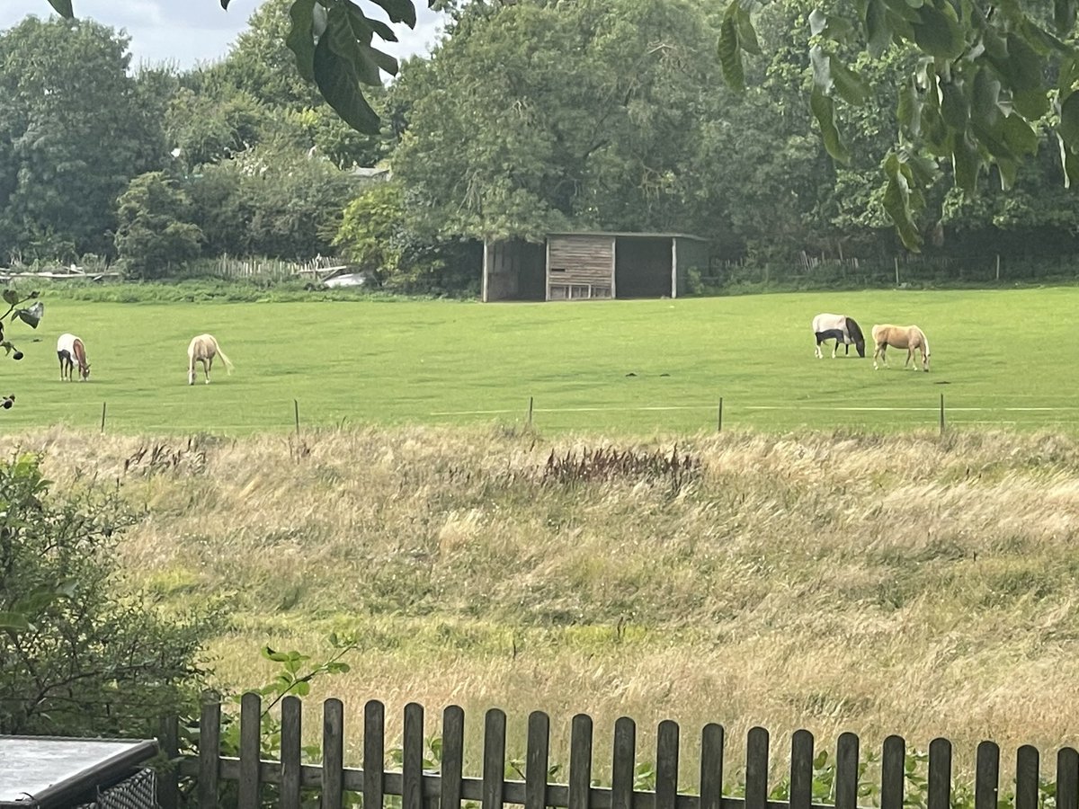 @drrozhall <a href="/RootsAllotments/">Roots Allotments</a> <a href="/turleyplanning/">Turley</a> <a href="/DeborahMeaden/">Deborah Meaden 🇺🇦</a> <a href="/ChrisGPackham/">Chris Packham</a> <a href="/NorthSomersetC/">North Somerset Council</a> <a href="/Saralimback/">Sara Venn 🏳️‍🌈🏳️‍⚧️ she/her</a> <a href="/DanicaPriest/">Danica Priest🦇🦎🦇🦎🍃💚🍃</a> <a href="/Ben_garrod/">Prof Ben Garrod</a> <a href="/ZoeBanksGross/">Zoe Banks Gross (she/her)</a> @EmmaJ_Roe These guys become homeless next month we believe Roots are moving in the crown have given equestrian land to urban allotments there’s an allotment next door it’s crazy.