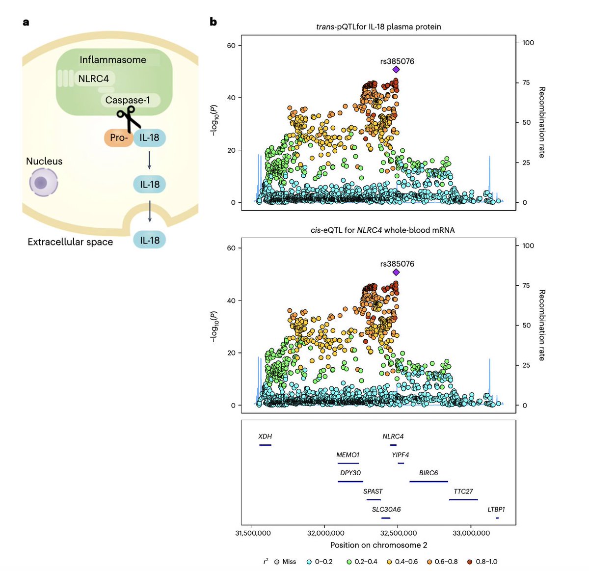 MariosGeorgakis's tweet image. GWAS on 91 circulating inflammatory proteins in 14,824 participants using the #Olink Target Inflammation panel by #SCALLOP @NatImmunol. Excellent resource for MR and colocalization analyses also for cardiometabolic disease rdcu.be/djb6y