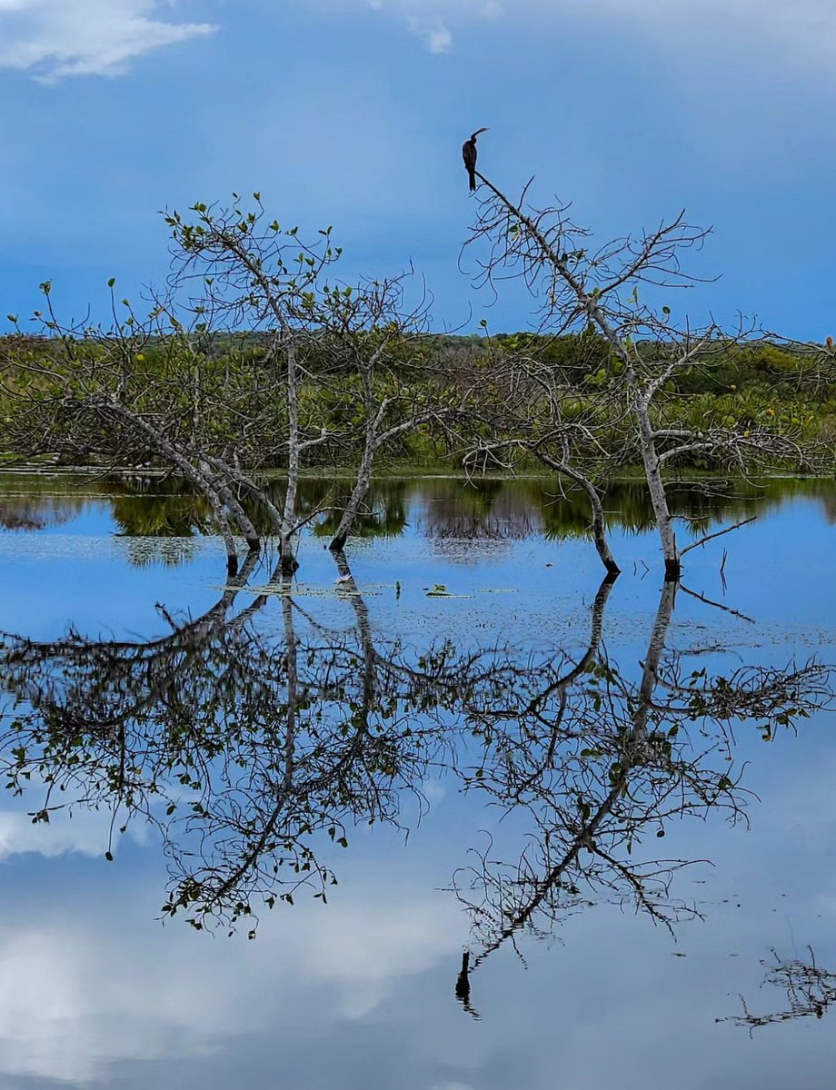 PambeleMoz's tweet photo. Just a chill Sunday morning, perfect for a slow and relaxed birding drive. The lakes and pans are still full of water and teeming with birds today.
#birding #wildlife #Mozambique #bushandbeach #vacationrentals #ExclusiveBeachVilla https://t.co/PzigrkKbPU