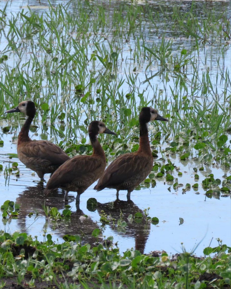 PambeleMoz's tweet photo. Just a chill Sunday morning, perfect for a slow and relaxed birding drive. The lakes and pans are still full of water and teeming with birds today.
#birding #wildlife #Mozambique #bushandbeach #vacationrentals #ExclusiveBeachVilla https://t.co/PzigrkKbPU