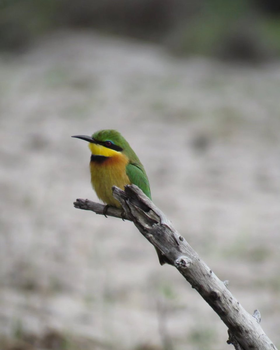 PambeleMoz's tweet photo. Just a chill Sunday morning, perfect for a slow and relaxed birding drive. The lakes and pans are still full of water and teeming with birds today.
#birding #wildlife #Mozambique #bushandbeach #vacationrentals #ExclusiveBeachVilla https://t.co/PzigrkKbPU