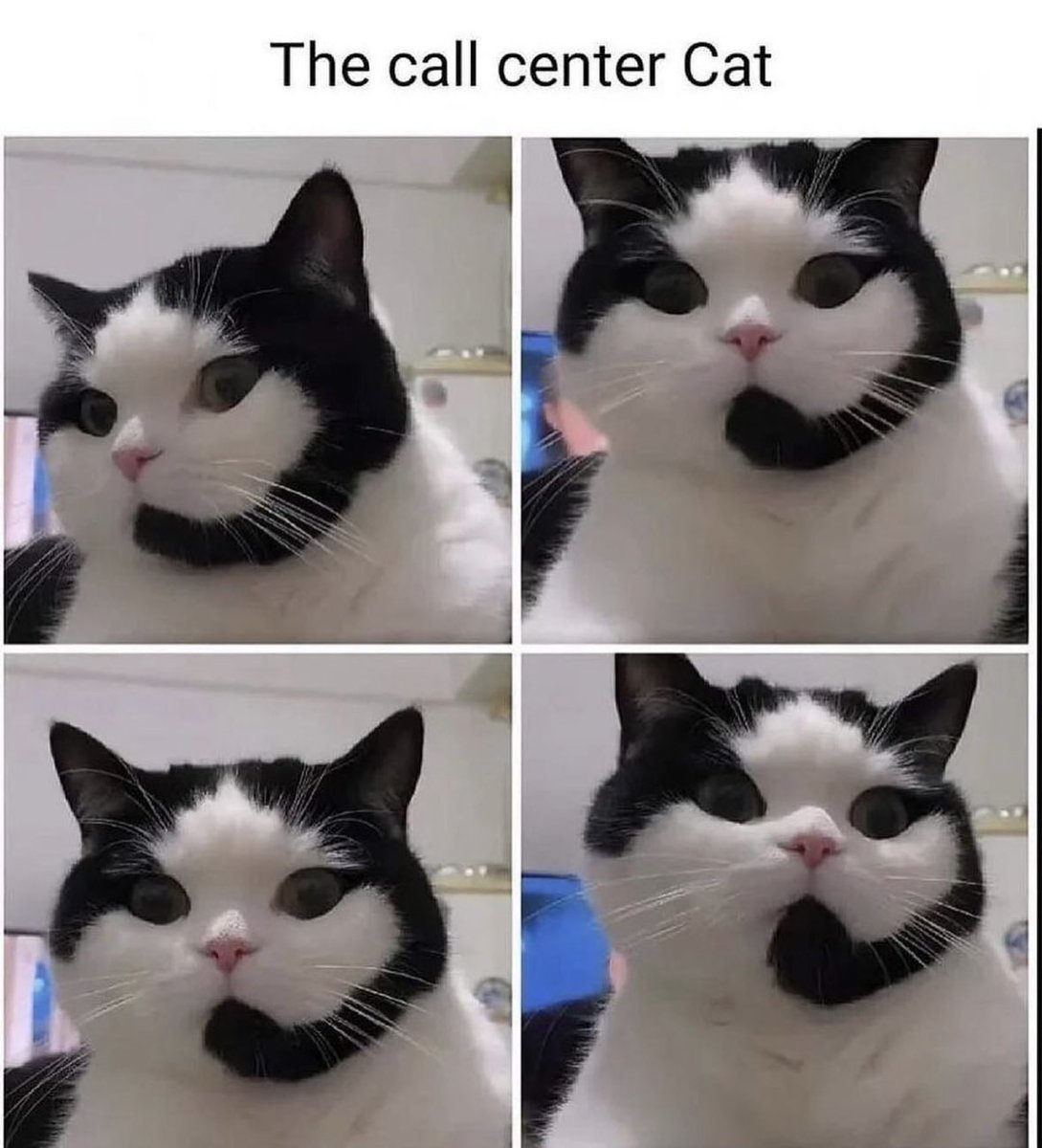 loversofcat tweet picture