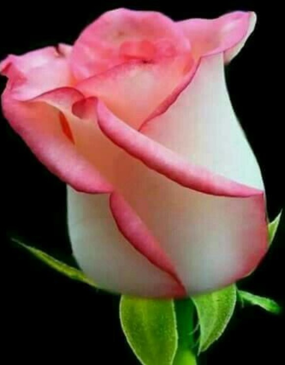Ellytta's tweet photo. @indiodvenezuela @villacurano790 @yadira631 @ElNecio_Cuba https://t.co/OE4gDxDPdB