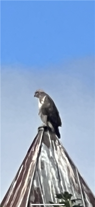 doggie(Alan) tweet media