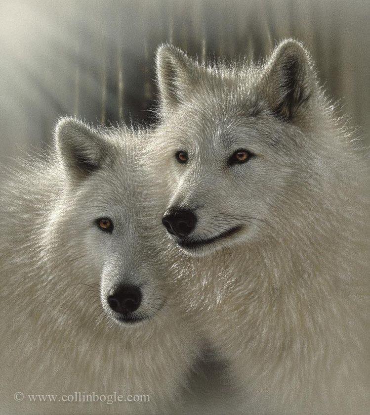 Wolfloversworld's tweet photo. Great wolves
#wolves #Wolvepack #dogs https://t.co/HgXzABxNLv