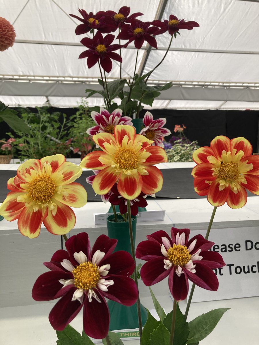 Mark Wasilewski (@wazzo_m) on Twitter photo There was real quality on display this year from the amateur entries in the Severn Marquee at the <a href="/ShrewsFlowerShw/">Shrewsbury Flower Show</a> There was real quality on display this year from the amateur entries in the Severn Marquee at the <a href="/ShrewsFlowerShw/">Shrewsbury Flower Show</a>
