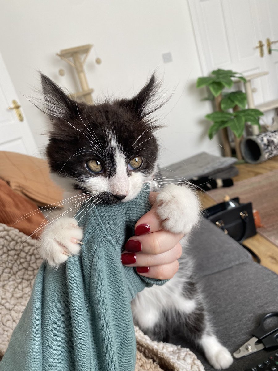Pikacheekz's tweet photo. Those ‘innocent’ eyes as if she wasn’t latched onto my hand https://t.co/VwrCkZ6RYq