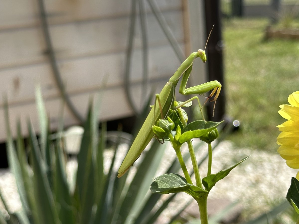 oleyek's tweet photo. Któżto mnie odwiedził #modliszka #mantis 🤗 https://t.co/VJhFImk4qD