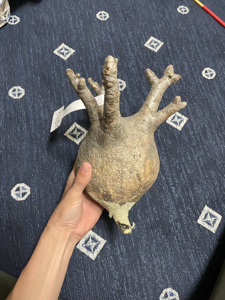 Dg7Ak's tweet photo. 遠い地のマダガスカルより
グラキリス着弾！！！
さぁ根っこはやすぞ〜😋 https://t.co/x2ENtTAyQf