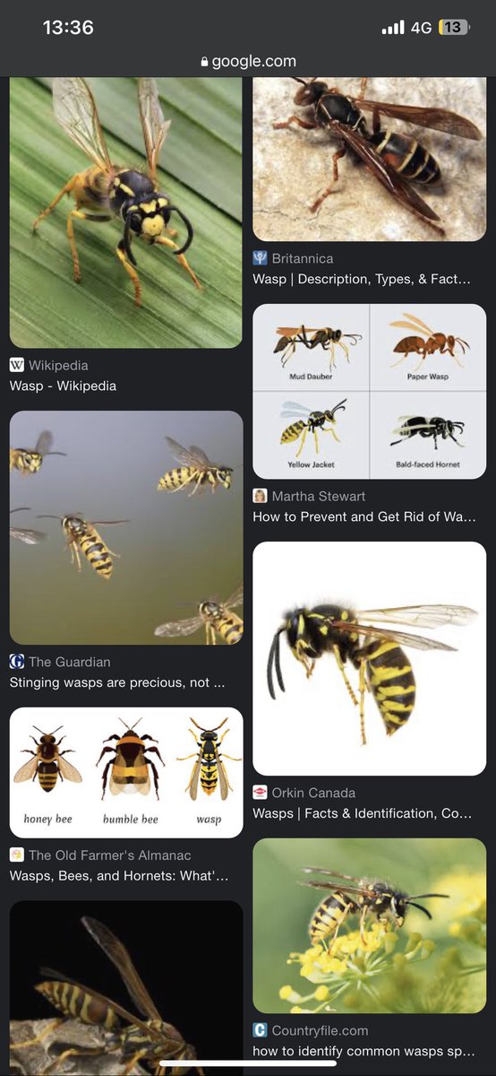 mildlyannoying7's tweet photo. @juvarawskin Nah wasps are the evil looking fuckers. Try my best to kill them on site https://t.co/j3U8qqiCKz