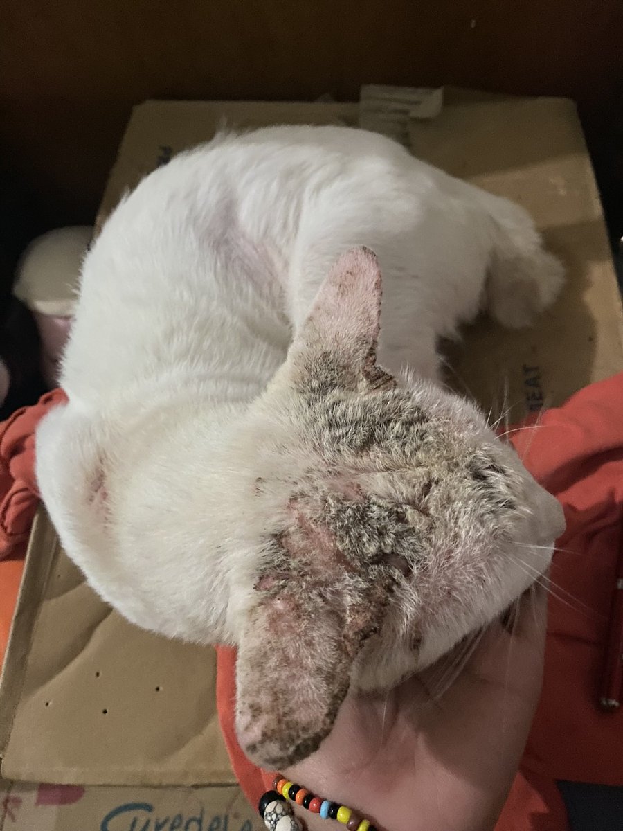artbysij_'s tweet photo. Please help our Shiroi po... hindi na po sya kumakain at umiinom ng tubig, hindi na din po makatayo 🙏🏼🥺
Malaking tulong po ang mabibigay nyo para mapa vet at mabilhan namin sya ng gamot.
Gcash no:
09066808709 (C******y A**e) 09297340849 (J*****n A**e) https://t.co/7eAR8M3xMK