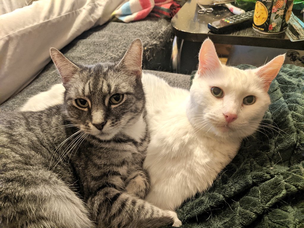kittycatsonata1's tweet photo. Recent photos of Sonata ( and Amadeus ) ♥️🐱 https://t.co/Wjpul7F5Vj
