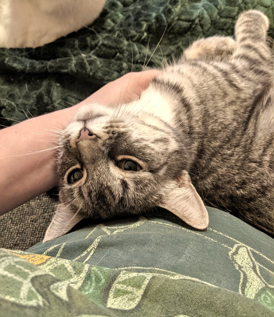 kittycatsonata1's tweet photo. Recent photos of Sonata ( and Amadeus ) ♥️🐱 https://t.co/Wjpul7F5Vj