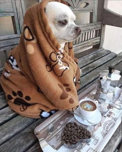 Sari_Friends's tweet photo. ❃❃❃ 𝑪𝑶𝑭𝑭𝑬𝑬 𝑻𝑰𝑴𝑬 ☕🥰🕑
#dogs #dogsarefamily #dogsoftwitter https://t.co/TS354cV2A2