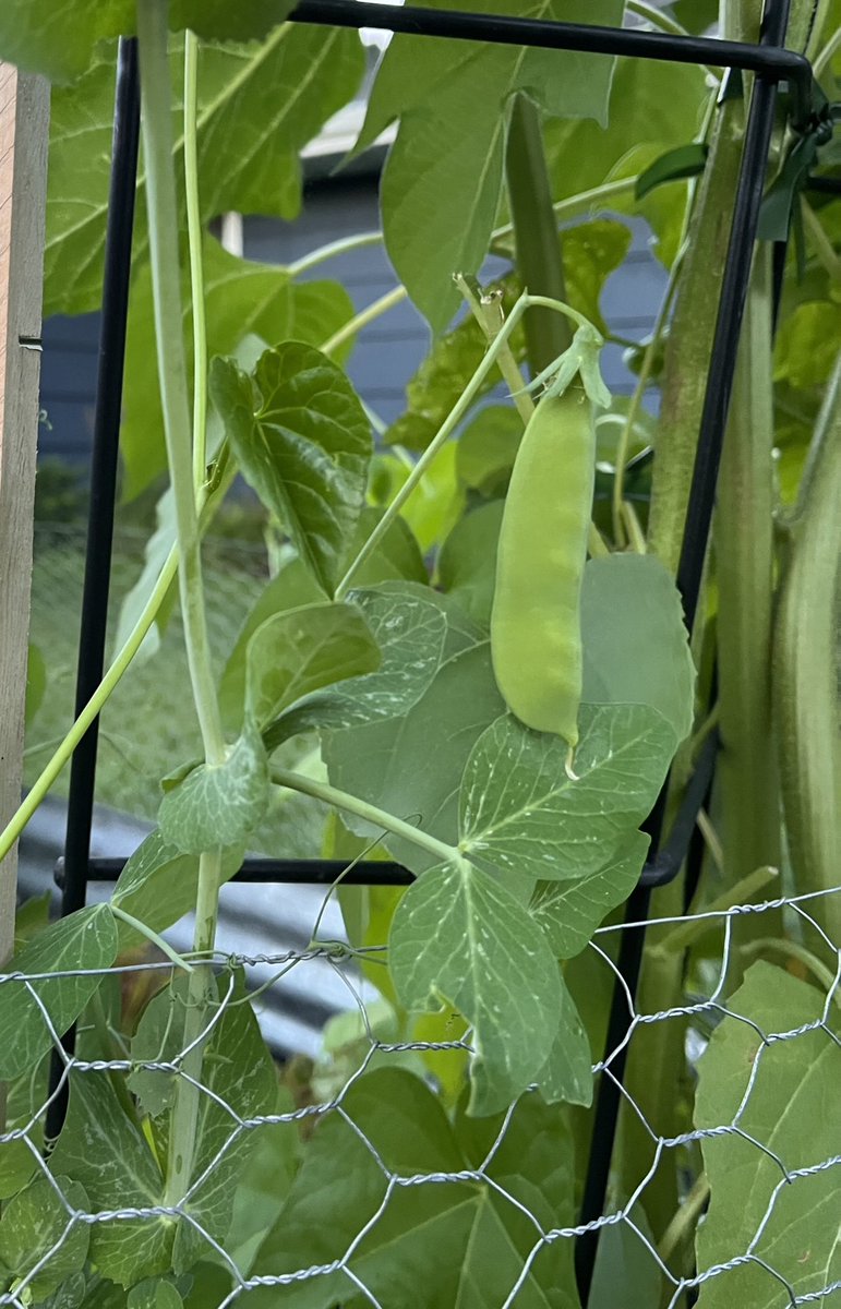 mberdelman's tweet photo. @ericyoungdahl 🤣 Maybe it means it’s time to start gardening?   We started one this summer. Super fun!! https://t.co/xnOOyBFLjl