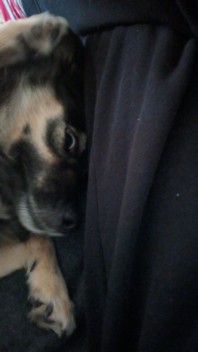 heymaruhere's tweet photo. @delareborn I hope this funny photo of my dog will make you feel a little better 😭 World sucks sometimes but you got this! Keeping my fingers crossed for you 🤞 https://t.co/BL6HKVo6IN