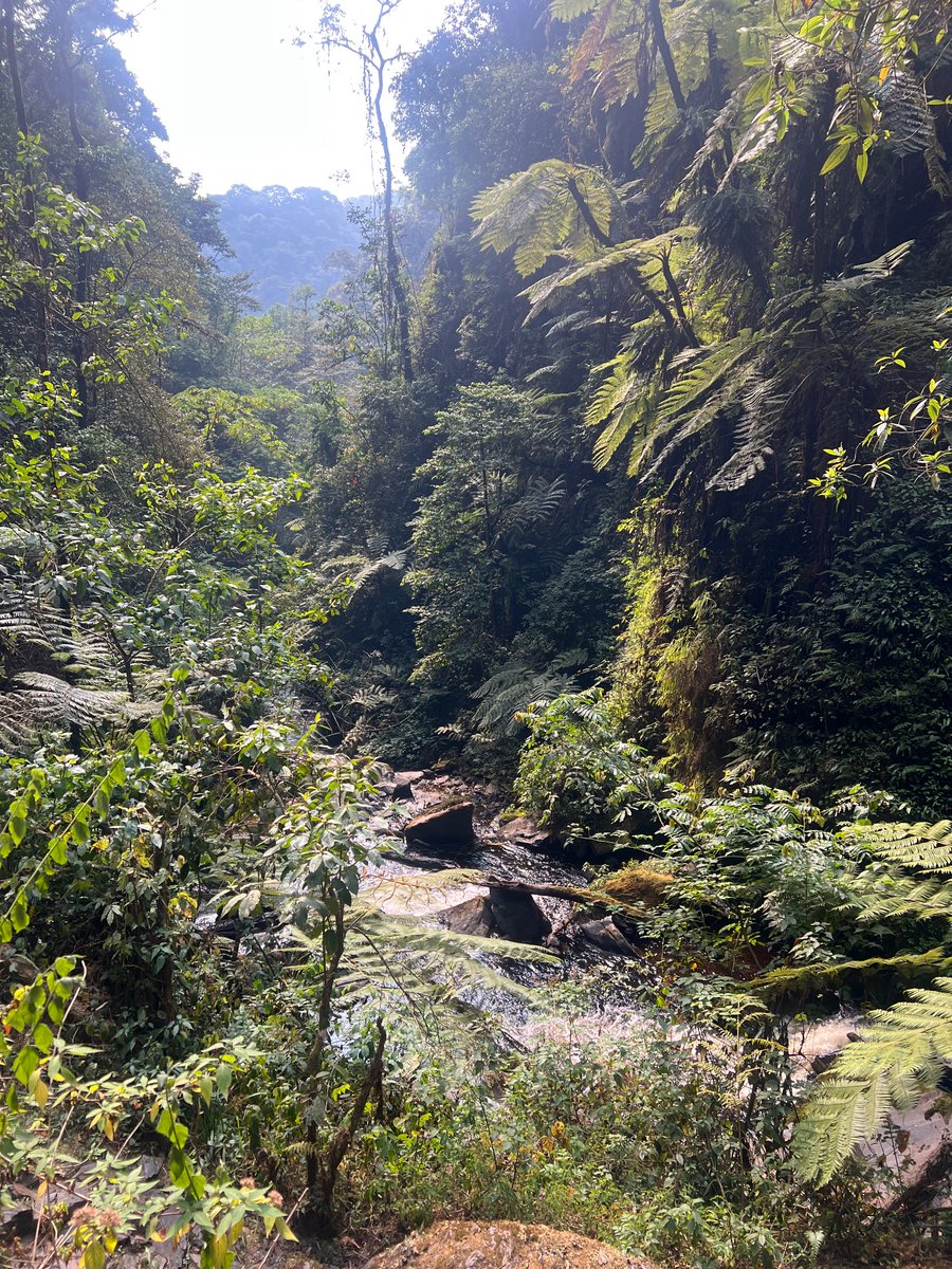 Kabisa (@kabisaelectric) on Twitter photo Thank you <a href="/AfricanParks/">African Parks</a> for hosting us and charging our electric car 🔌🚙 while we discovered the beautiful <a href="/NyungwePark/">Nyungwe National Park</a> 🌳🐒🐍 #goelectric #VisitRwanda Thank you <a href="/AfricanParks/">African Parks</a> for hosting us and charging our electric car 🔌🚙 while we discovered the beautiful <a href="/NyungwePark/">Nyungwe National Park</a> 🌳🐒🐍 #goelectric #VisitRwanda