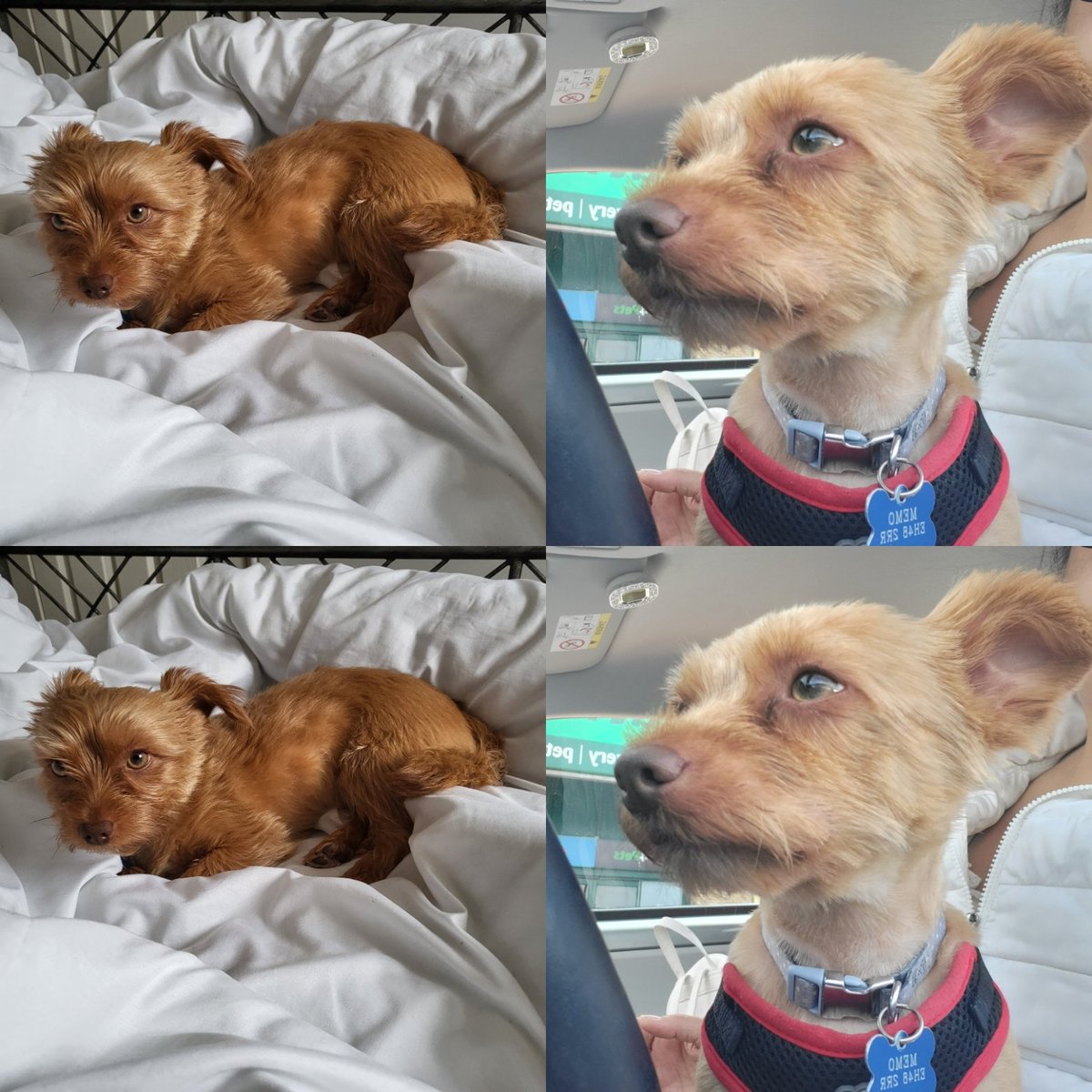 Weekend Zombie Zapper Memo's report! Missing Saturday as I was at the Zombie 's headquarters! ...aka groomers! See my pictures before (left) and after (right) .Mum said, "Proper corporal haircut!...#ZSHQ #MemoAdventures