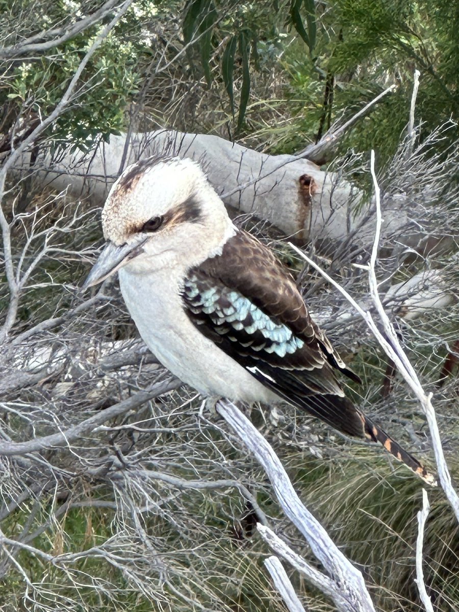 ENortonHistory's tweet image. Excited to see a Kookaburra today as I journeyed along the Great Ocean Road in Victoria, Australia #kookaburra #australia #greatoceanroad
