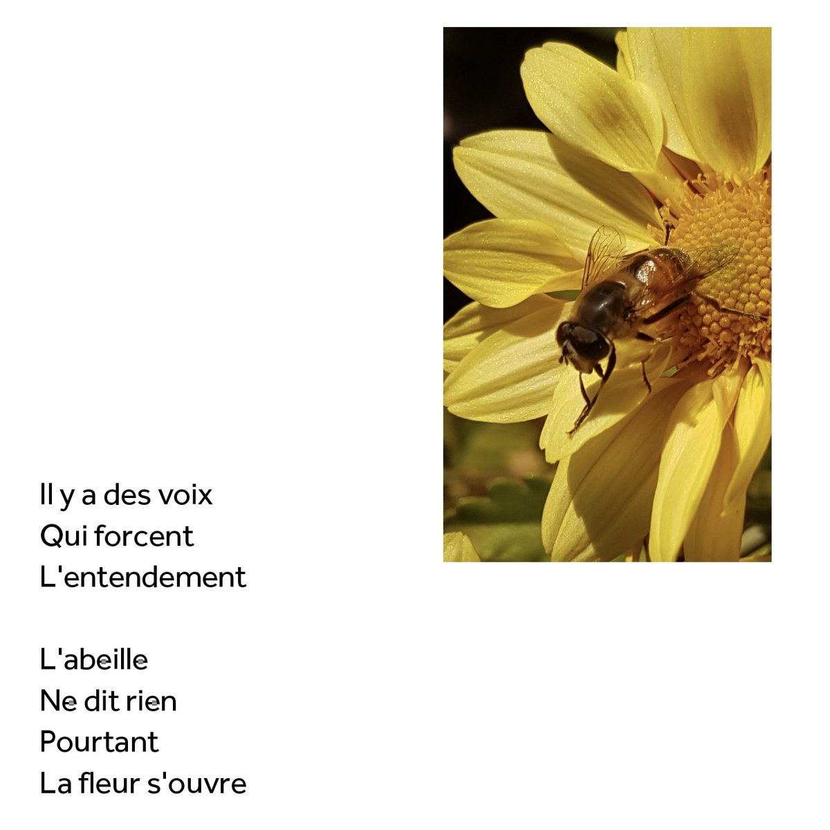 C'est à travers l'#ombres que l'on ressent la lumière. Bon dimanche amis poète.

#poesie